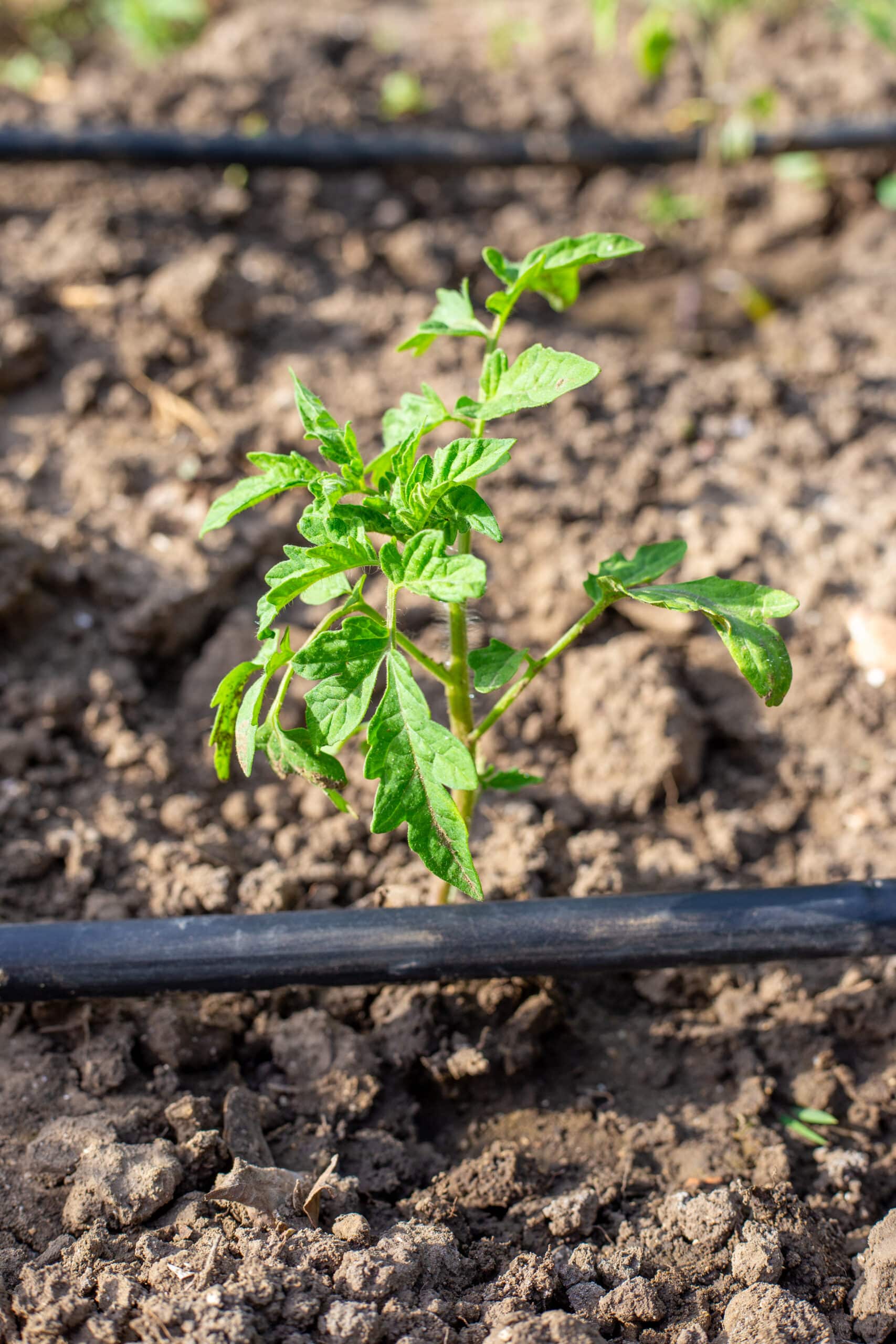 Tubería de riego por goteo llevando agua a la base de una planta de tomate entutorada en un bancal