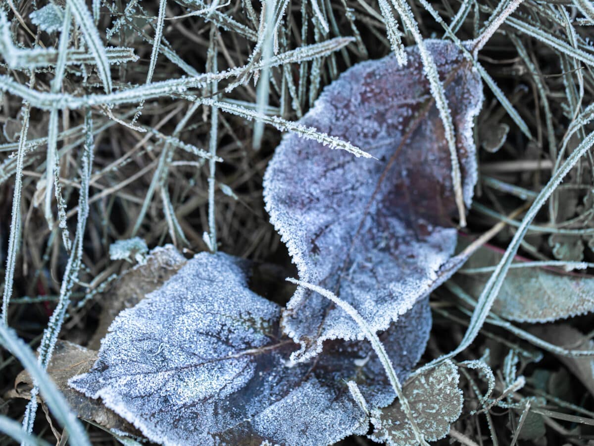 Frozen grass and leaves in early morning frost, the seasonal signal to winterize a drip irrigation system