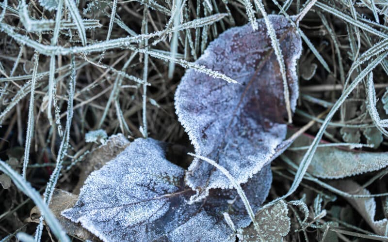 Frozen grass and leaves in early morning frost, the seasonal signal to winterize a drip irrigation system