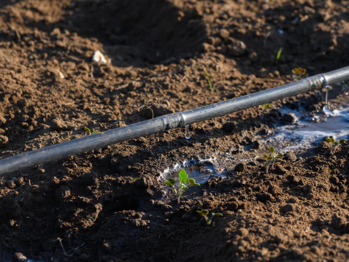 Drip irrigation system watering young plants in a sunlit garden