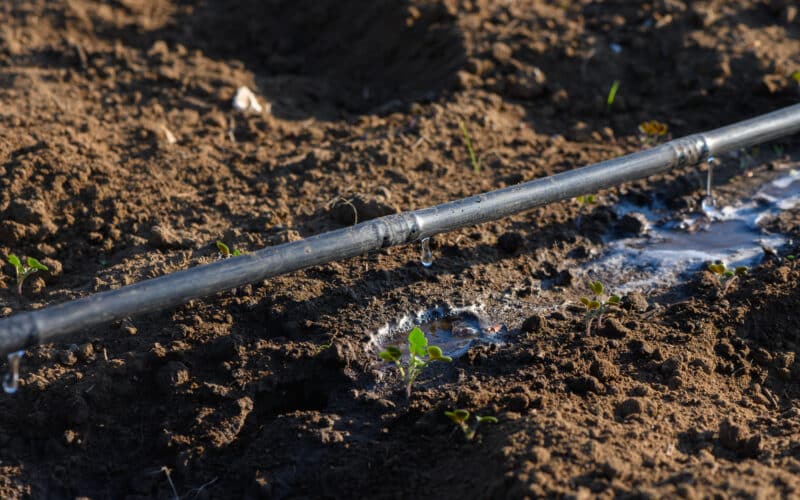 Drip irrigation system watering young plants in a sunlit garden