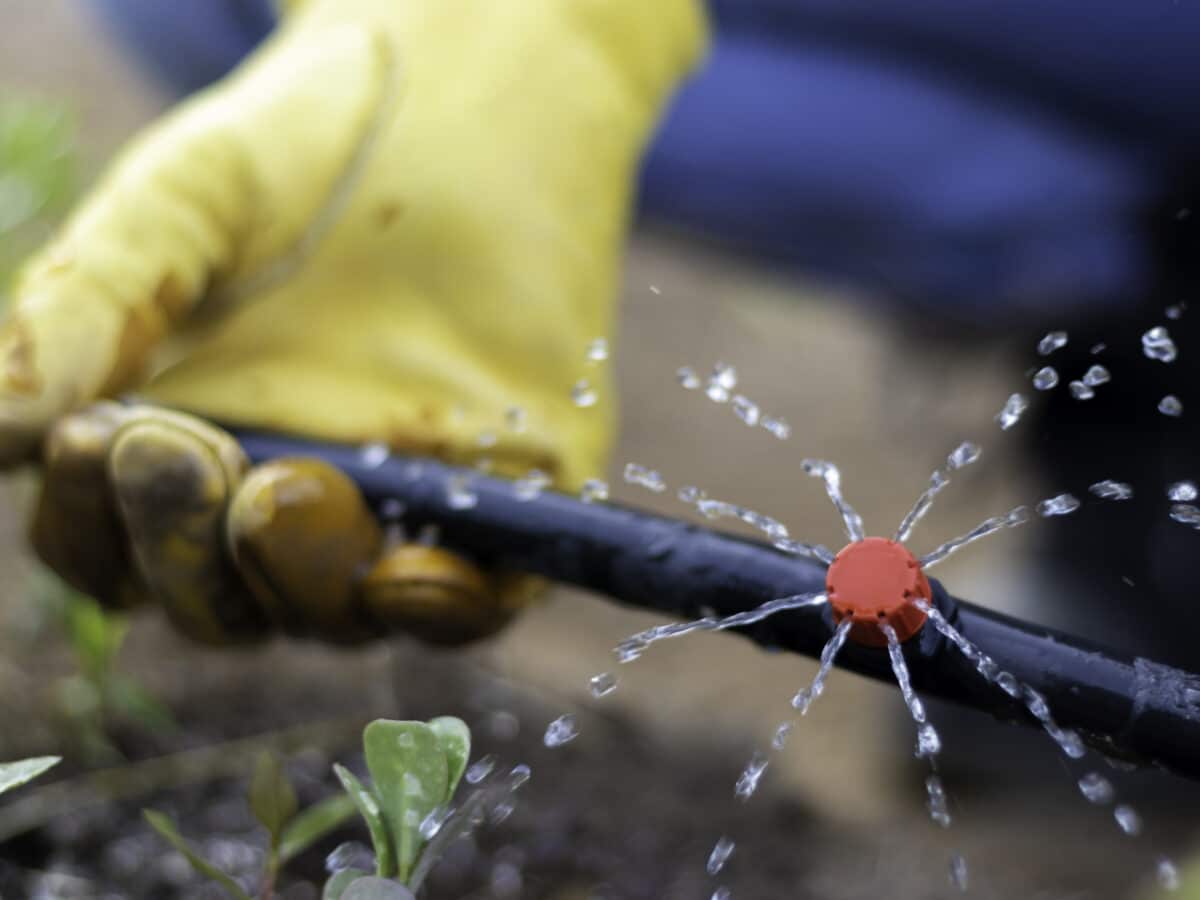 Close-up of a hand holding a drip irrigation line while water runs through it during a system check