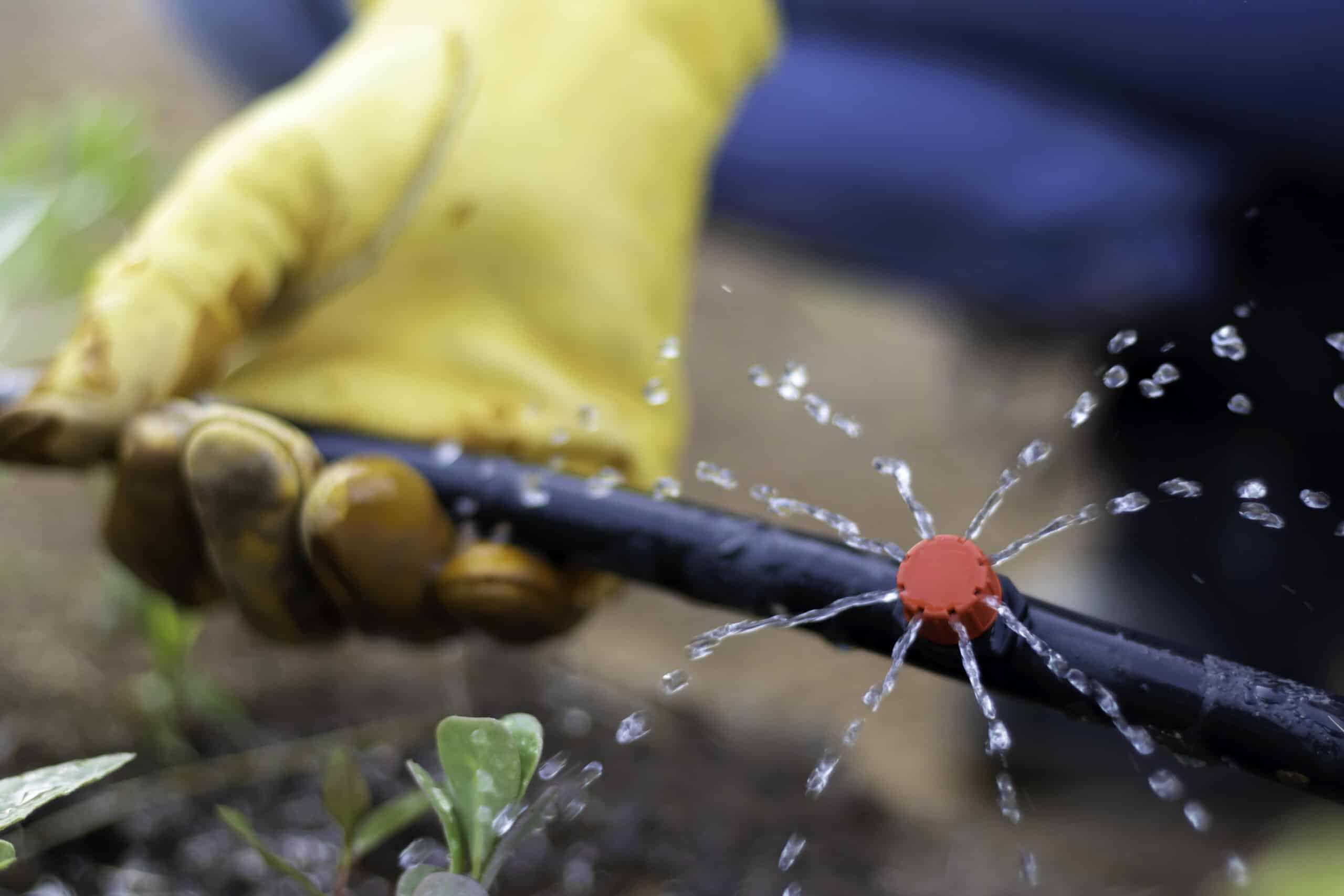 Gros plan d'une main tenant une ligne d'irrigation goutte à goutte pendant que l'eau y circule, lors d'une vérification du système