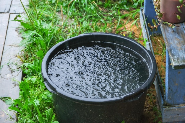Rainwater collecting in a black barrel used to feed a garden drip irrigation system