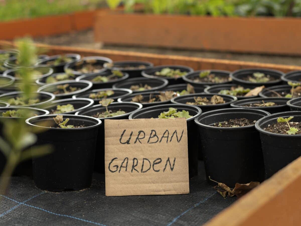 Rows of black nursery pots with young seedlings arranged together, the kind of multi-container setup that benefits from a shared drip watering line