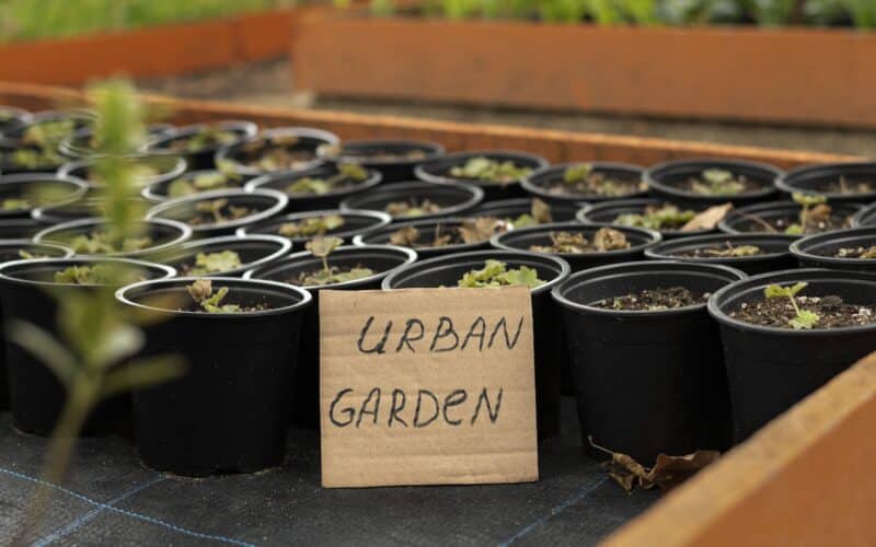 Rows of black nursery pots with young seedlings arranged together, the kind of multi-container setup that benefits from a shared drip watering line