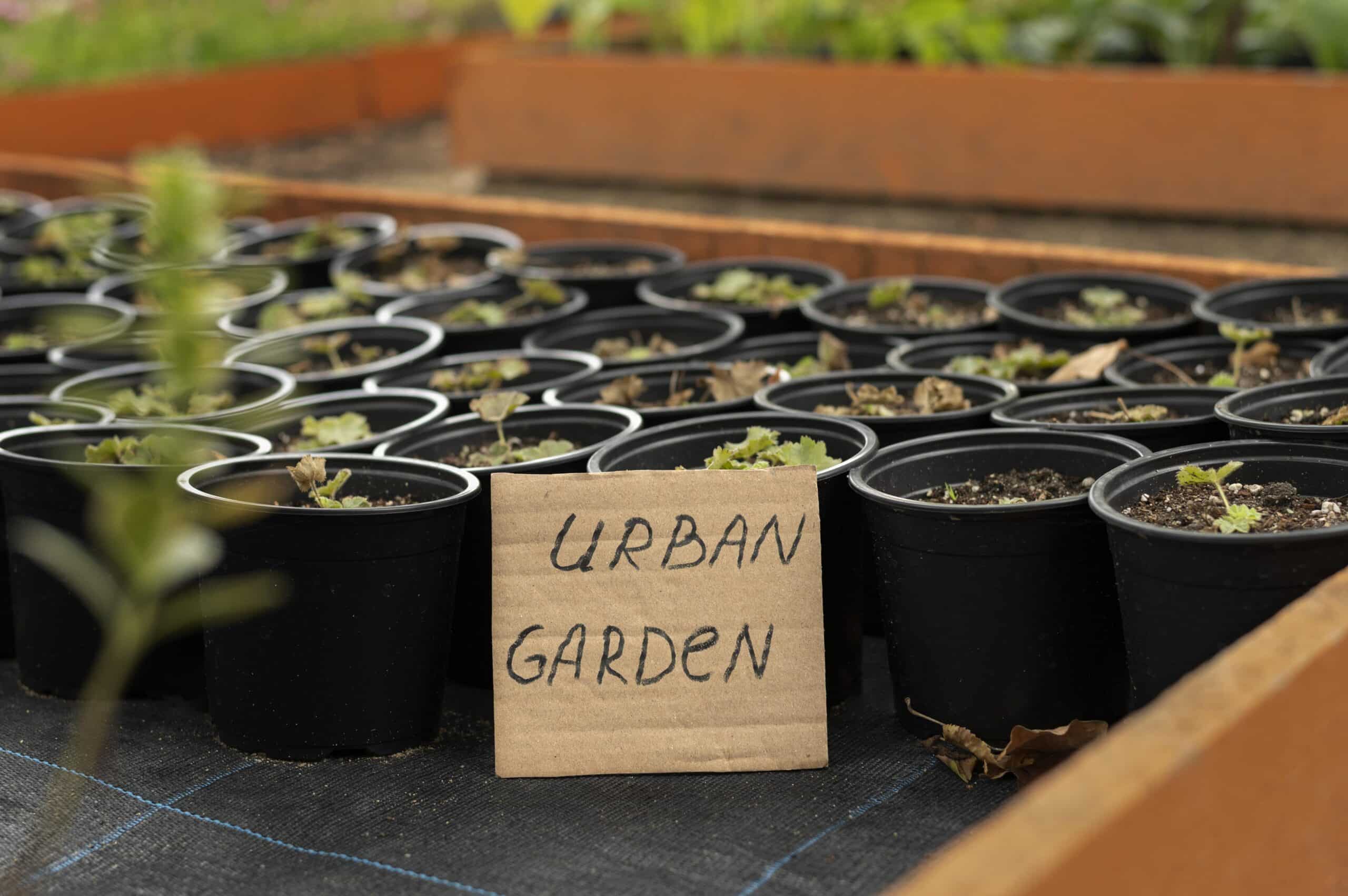 Rows of black nursery pots with young seedlings arranged together, the kind of multi-container setup that benefits from a shared drip watering line