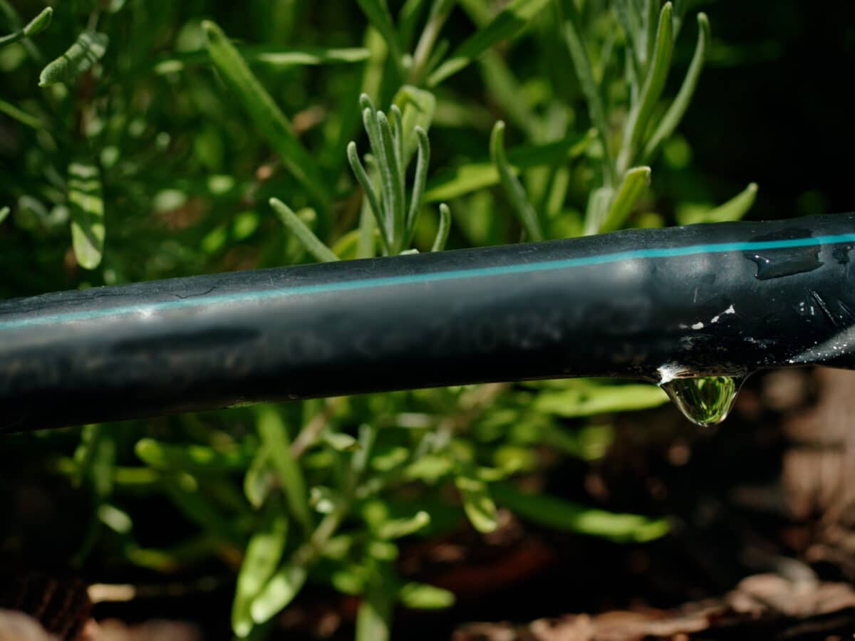 Close-up of a water droplet forming at the open, uncapped end of black drip irrigation tubing, with a lavender plant in the background, during a routine line flush