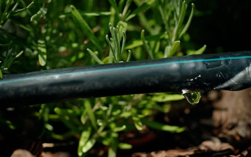 Close-up of a water droplet forming at the open, uncapped end of black drip irrigation tubing, with a lavender plant in the background, during a routine line flush