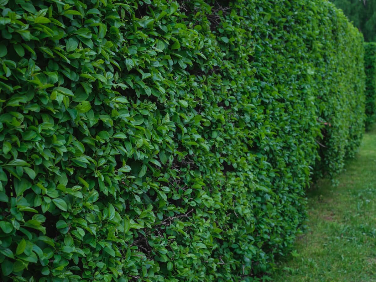 Row of established evergreen shrubs forming a hedge along a green lawn, the kind of established planting that needs a deep, infrequent drip irrigation schedule