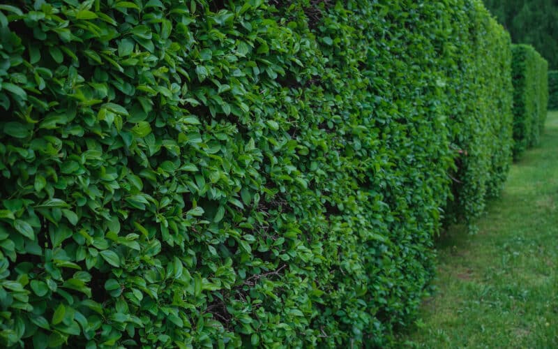 Row of established evergreen shrubs forming a hedge along a green lawn, the kind of established planting that needs a deep, infrequent drip irrigation schedule