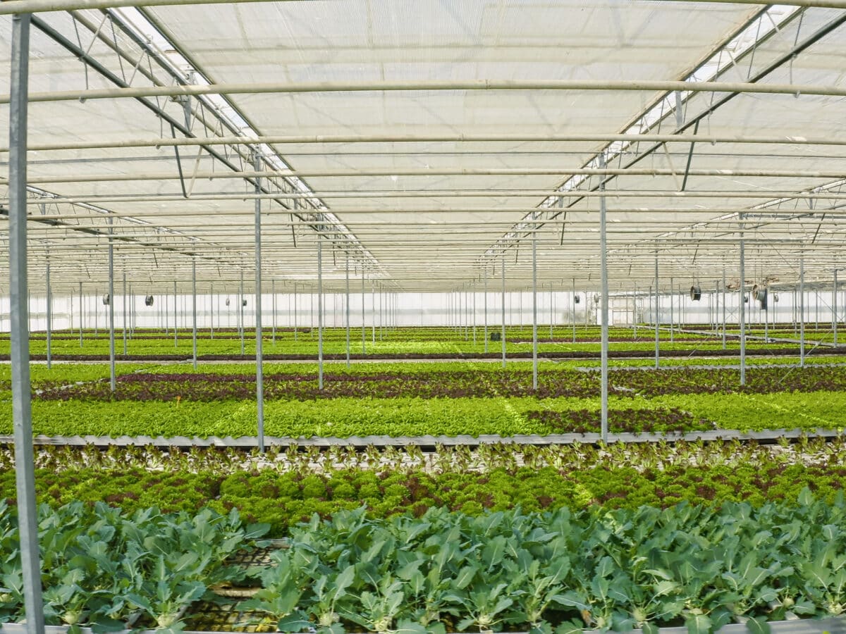Drip irrigation tubing running along rows of lettuce in a greenhouse, delivering water directly to the root zone of each plant