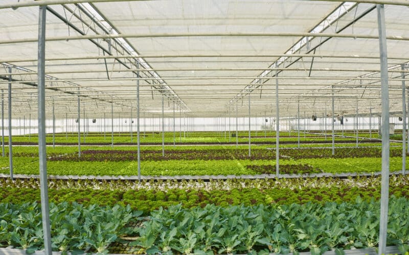 Drip irrigation tubing running along rows of lettuce in a greenhouse, delivering water directly to the root zone of each plant