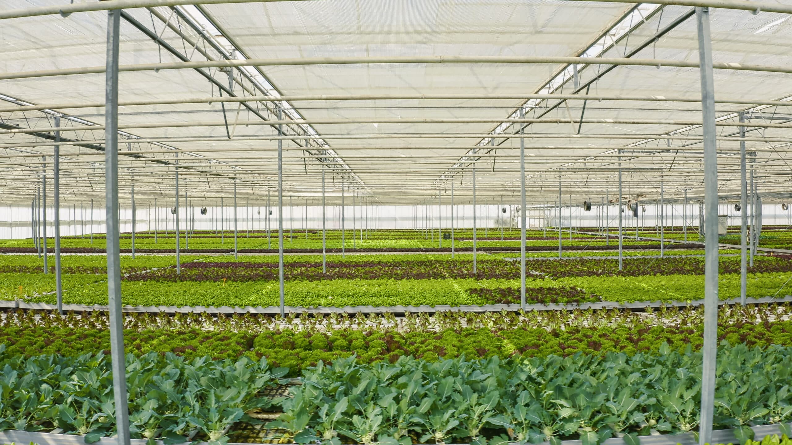 Drip irrigation tubing running along rows of lettuce in a greenhouse, delivering water directly to the root zone of each plant