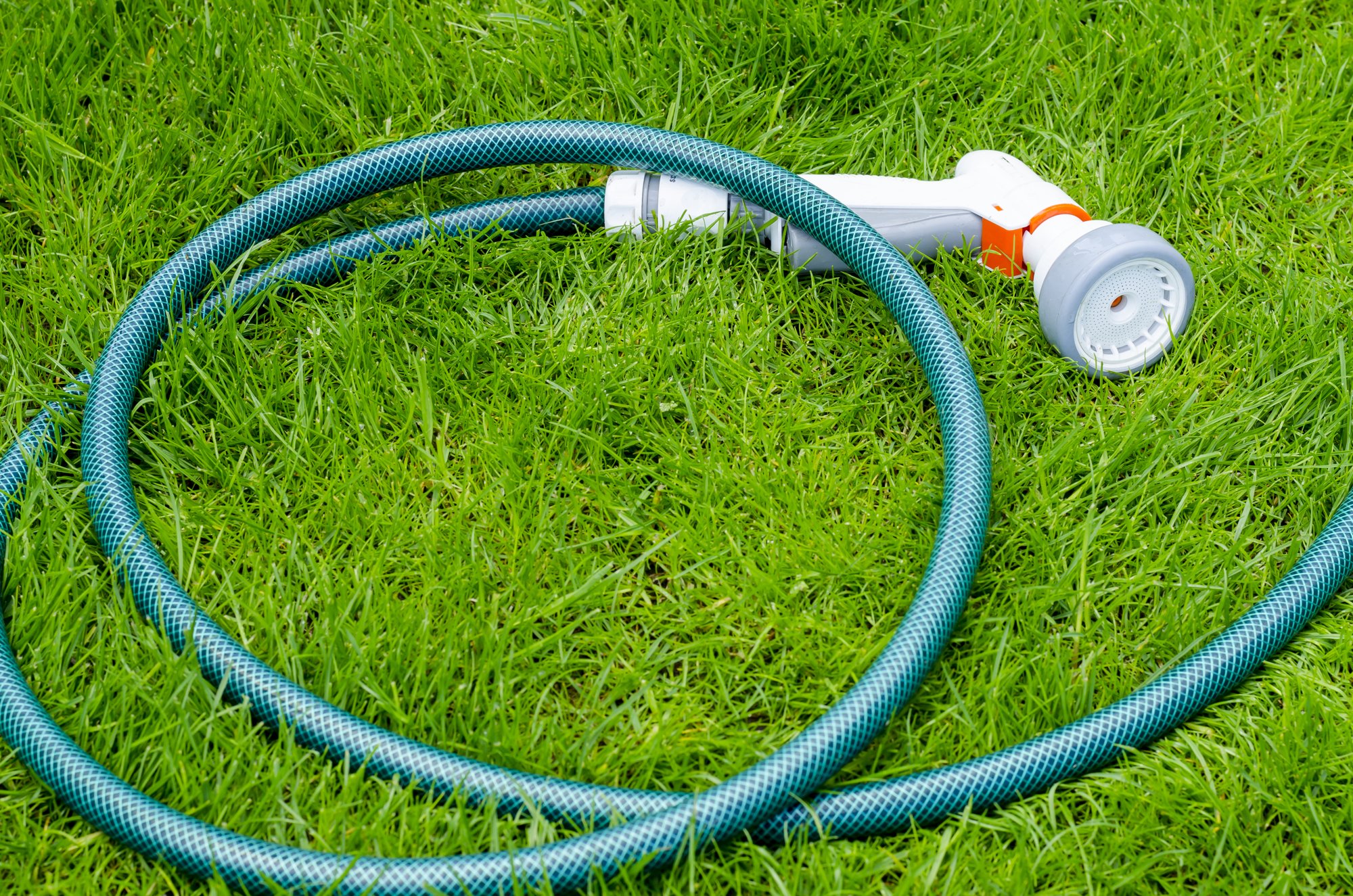 Green soaker hose laid in a loop across a patch of lawn grass to water the turf