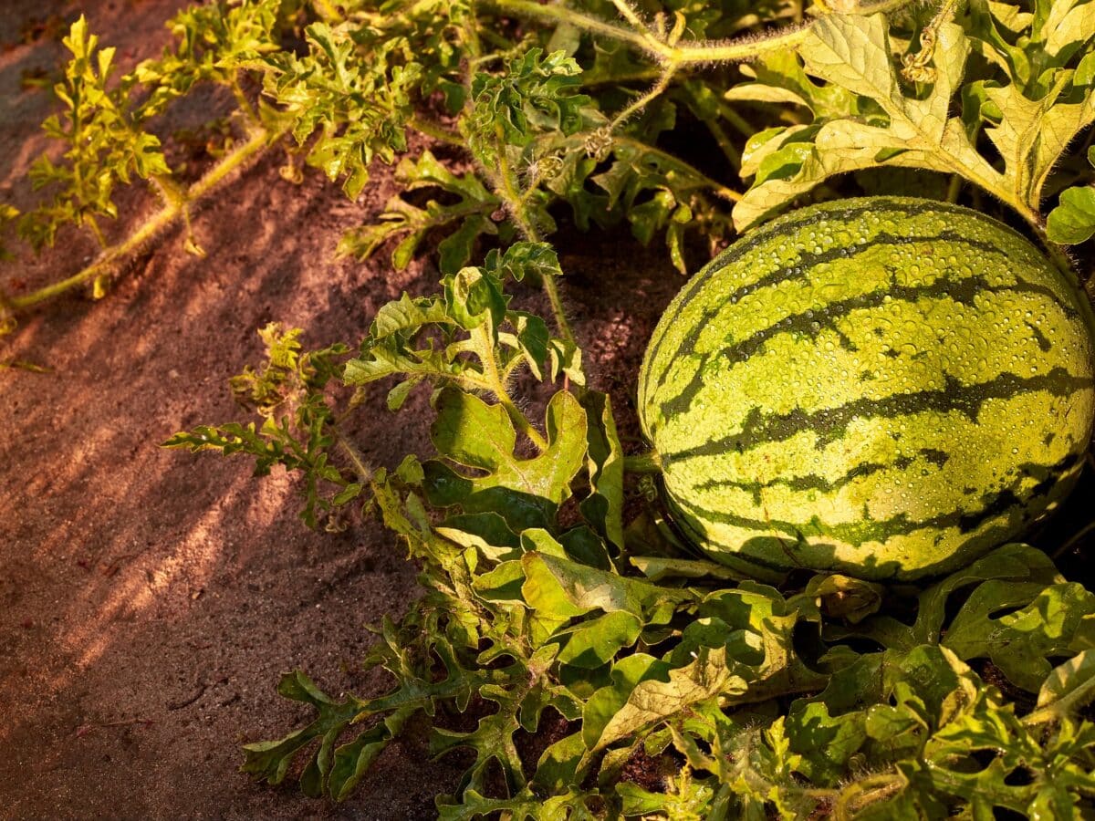 Young striped watermelon growing on the vine in a garden bed, the fruit-sizing stage when consistent drip watering matters most