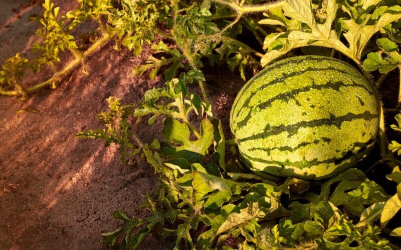 Young striped watermelon growing on the vine in a garden bed, the fruit-sizing stage when consistent drip watering matters most