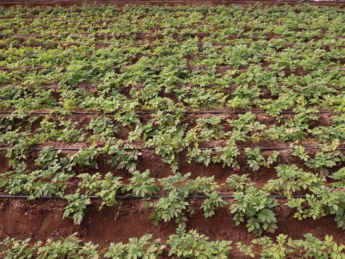 Drip irrigation tubing laid along a row of young potato plants with soil mounded into hills