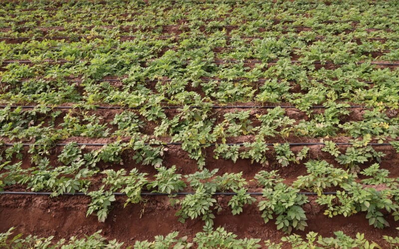 Drip irrigation tubing laid along a row of young potato plants with soil mounded into hills