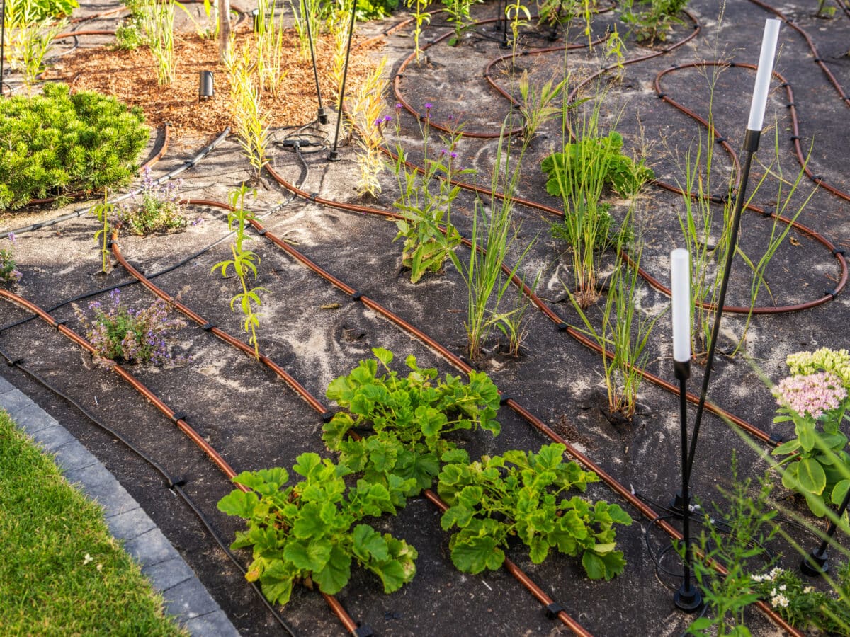Irrigation tubing looped in a serpentine pattern around perennial plants in a mulched garden bed