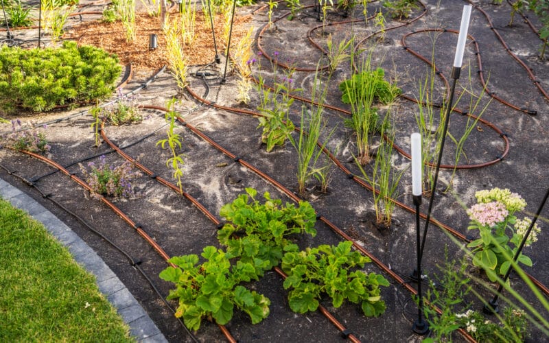 Irrigation tubing looped in a serpentine pattern around perennial plants in a mulched garden bed