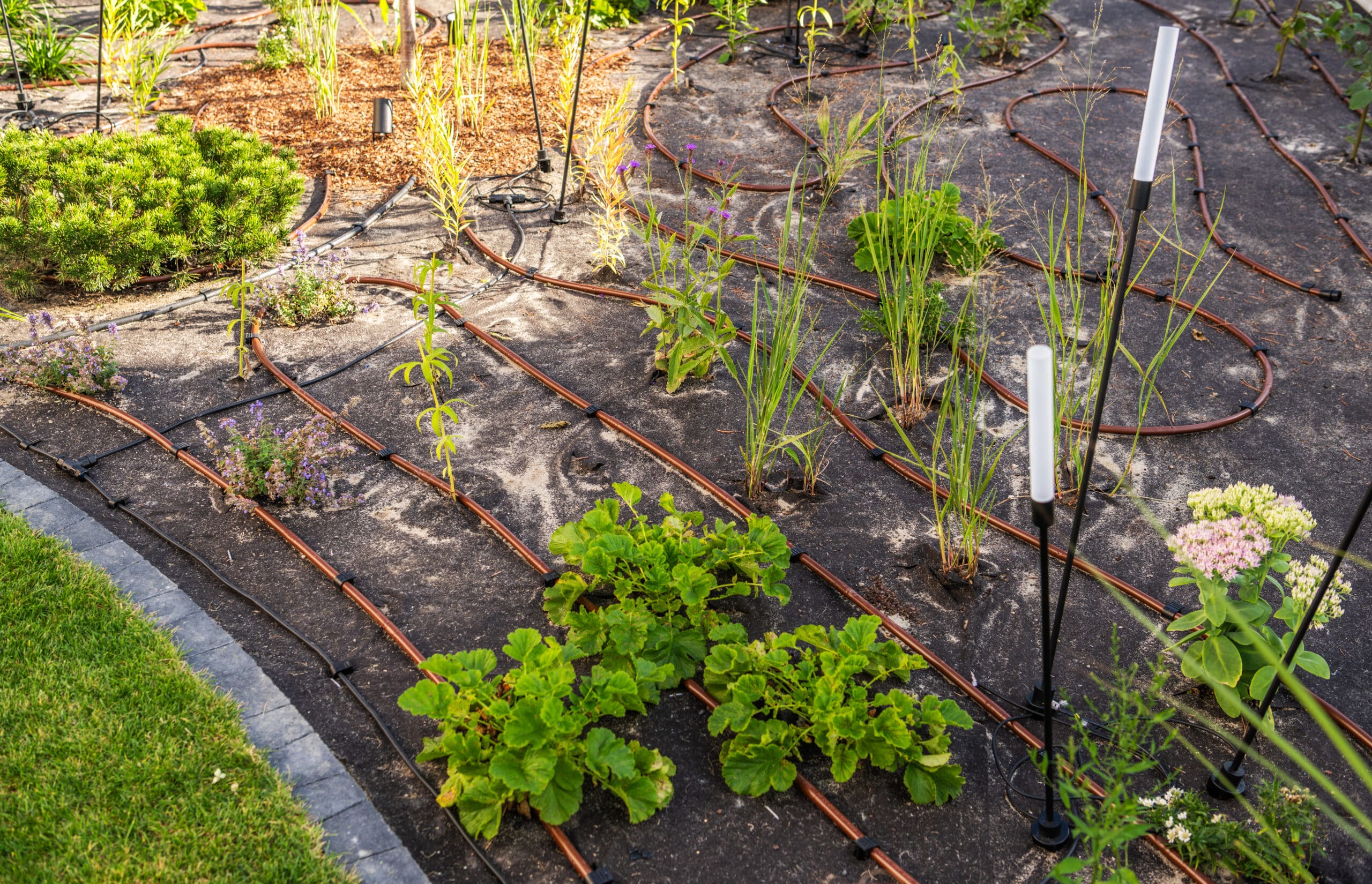 Irrigation tubing looped in a serpentine pattern around perennial plants in a mulched garden bed