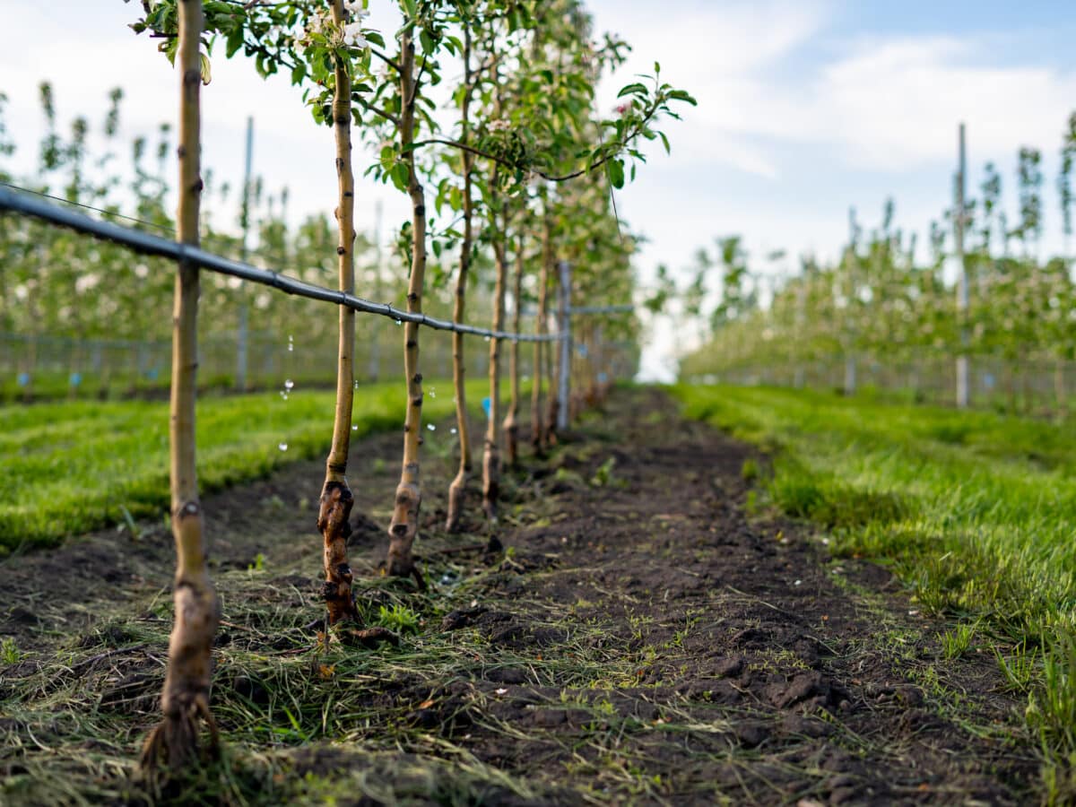 Black poly drip irrigation mainline tubing running along a row of newly planted young apple trees in an orchard, with water droplets visible on the line