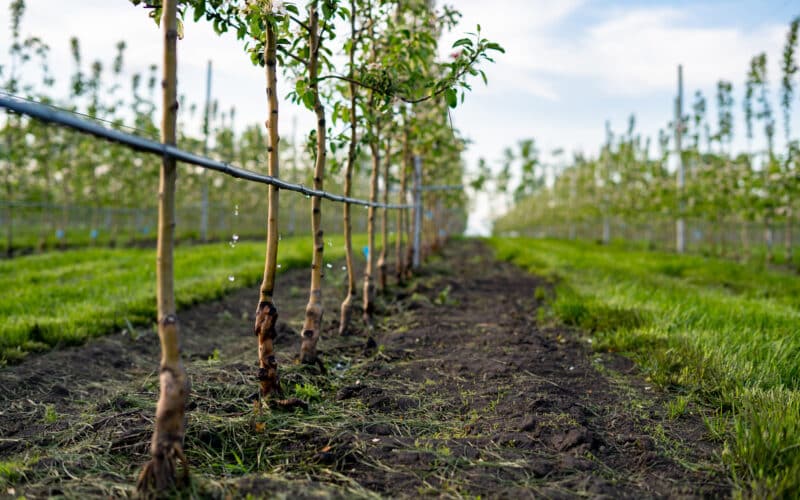 Black poly drip irrigation mainline tubing running along a row of newly planted young apple trees in an orchard, with water droplets visible on the line