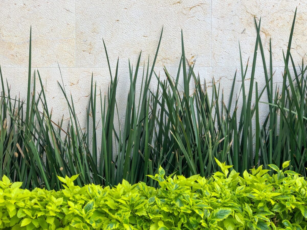Shrubs and plants in a mulched bed along a house's foundation wall, the kind of planting bed where a soaker hose is installed 12 to 24 inches out from the wall