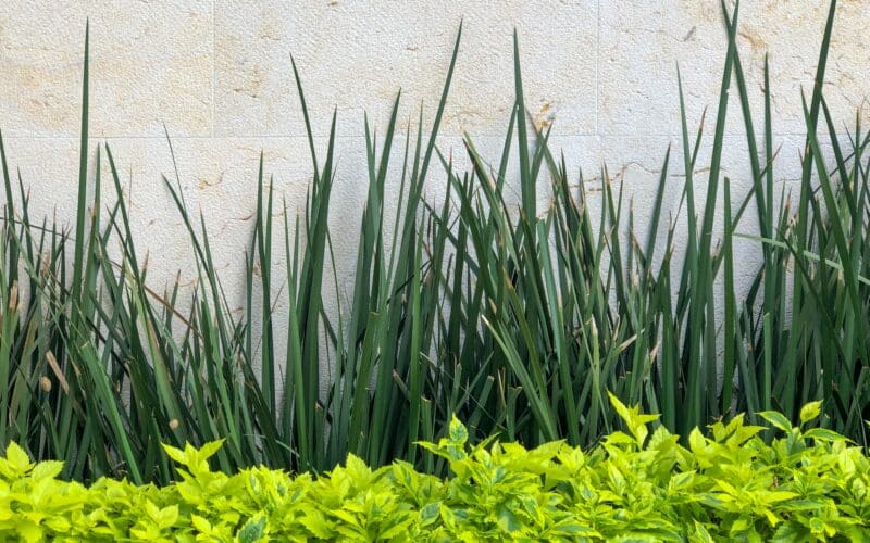 Shrubs and plants in a mulched bed along a house's foundation wall, the kind of planting bed where a soaker hose is installed 12 to 24 inches out from the wall
